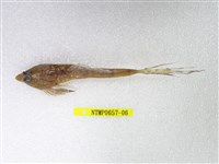 藏品(日本(魚銜))的圖片
